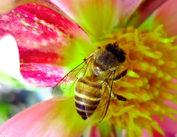 World Bee Day